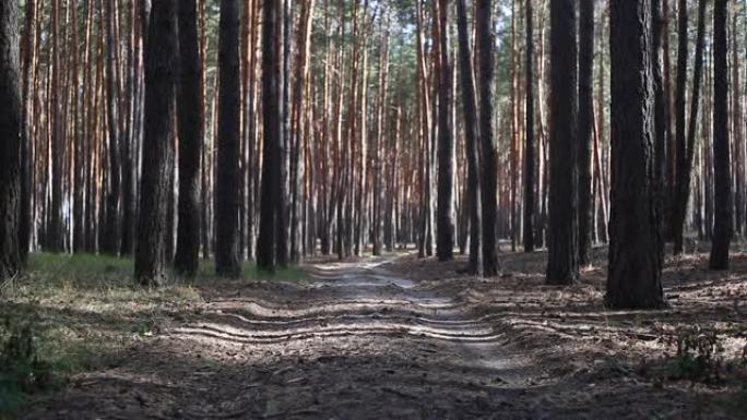 穿过松树林的路的美景。狭义聚焦。