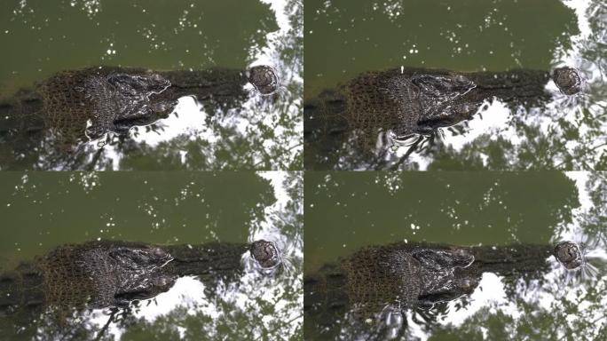 河口鳄鱼藏在水中。