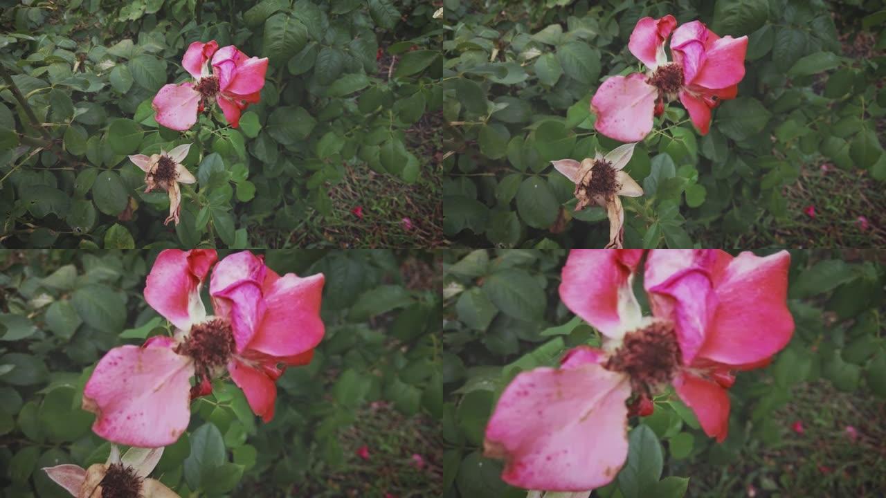 枯萎的玫瑰灌木和两朵干燥的玫瑰花