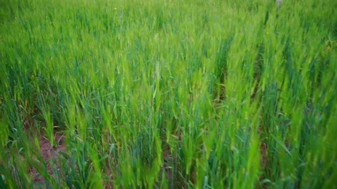 北印度农业大麦的青穗。作物已经成熟，但农民抗议新农业法案2020。2020年新农业法案对印度的不利影