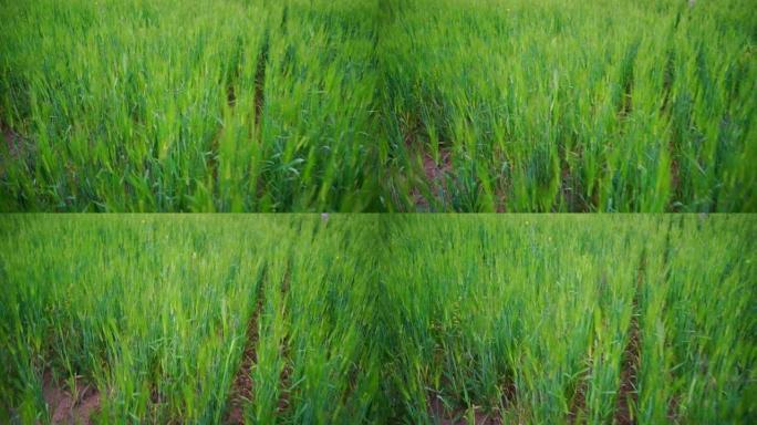 北印度农业大麦的青穗。作物已经成熟，但农民抗议新农业法案2020。2020年新农业法案对印度的不利影