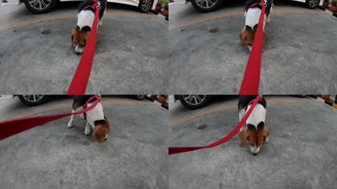 与年轻的小猎犬和腊肠狗一起玩的女人