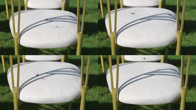 蜻蜓飞过婚礼椅子