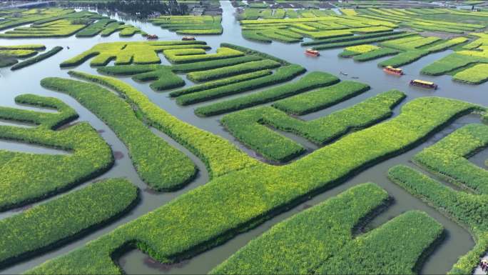 江苏兴化千垛油菜花田