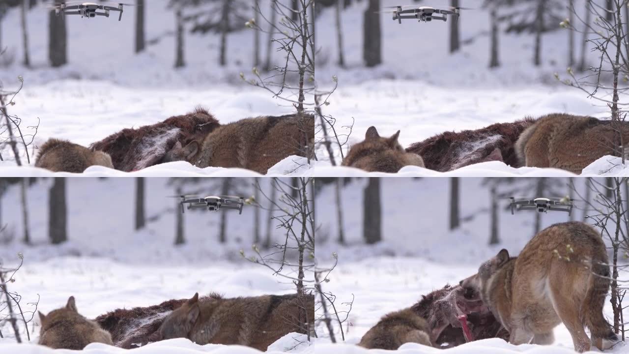 在白俄罗斯冬季森林中，狼对无人机与死马鹿的反应