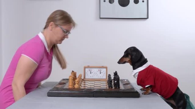 穿着时髦的红白衬衫的可爱的腊肠狗邀请好奇的他的情妇女孩穿着粉色连衣裙在白墙附近的桌子上下棋