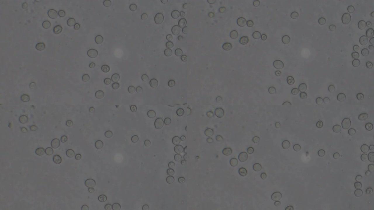 酵母细胞显微镜 (酿酒酵母)。颗粒细胞运动的单色背景。