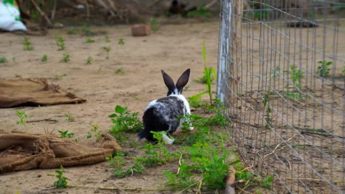 有趣的小孩oryctlagus Cuniculus兔子在铁栅栏上与绿色沙发行走。家庭宠物概念。