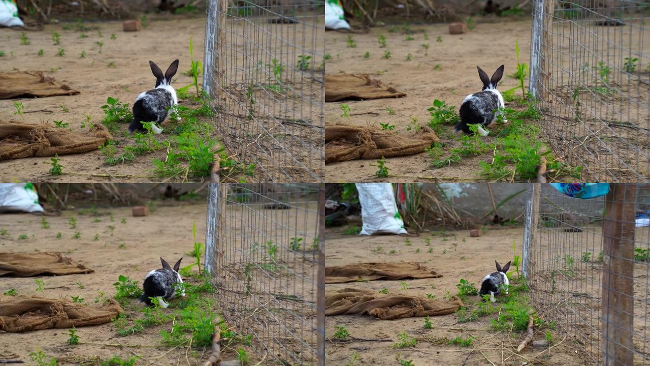 有趣的小孩oryctlagus Cuniculus兔子在铁栅栏上与绿色沙发行走。家庭宠物概念。