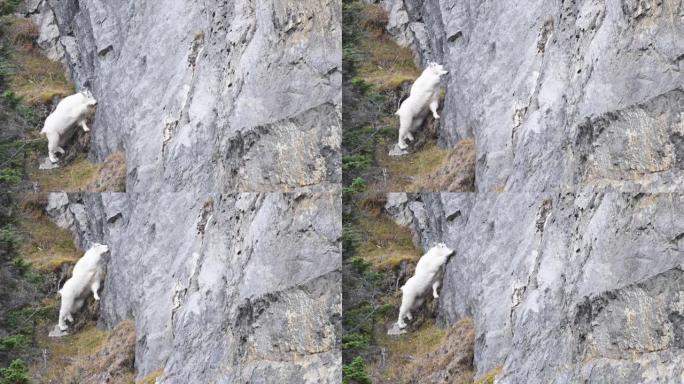 加拿大落基山脉的山羊