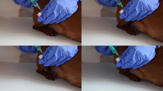 在兽医诊所，医生给狗接种疫苗。