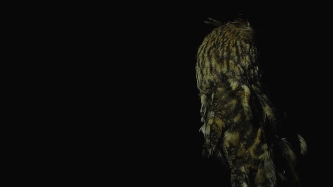 夜间掠食者的目光猫头鹰在晚上寻找受害者转过头，专注于夜间的细节