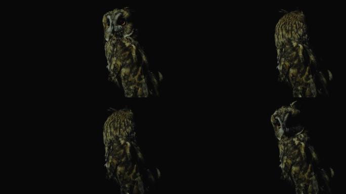 夜间掠食者的目光猫头鹰在晚上寻找受害者转过头，专注于夜间的细节