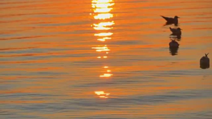 水中海鸥日落4k
