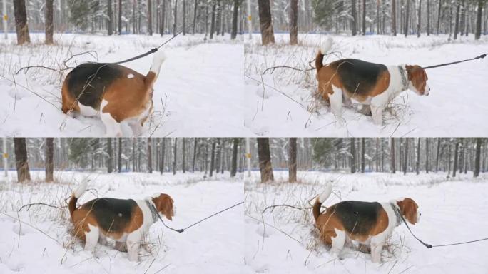 一只比格犬穿过白雪皑皑的冬季森林。户外散步。男人最好的朋友。慢动作