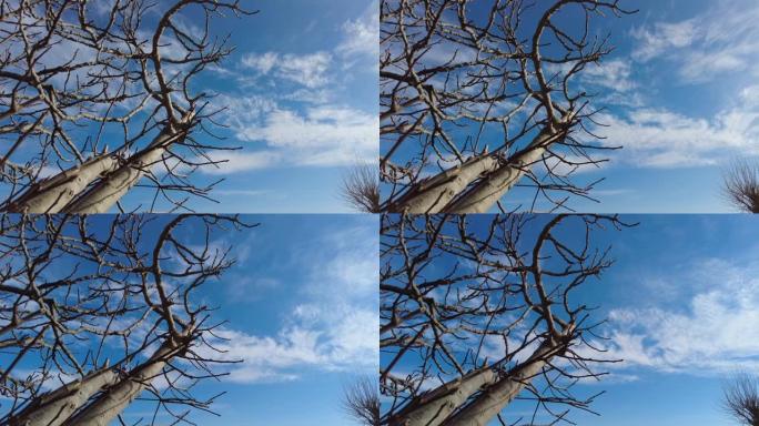 4k分辨率，无花果树，蓝天云彩清澈。具有延时效果的云景。