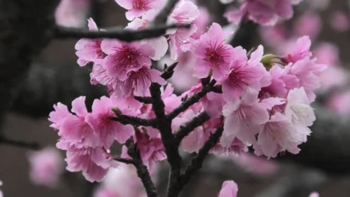 冲绳那霸市一公园盛开的樱花