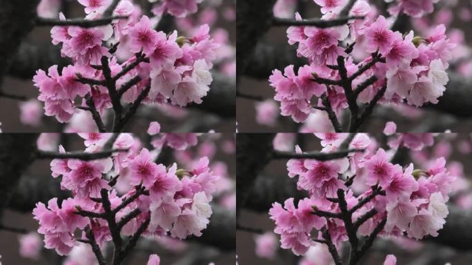冲绳那霸市一公园盛开的樱花