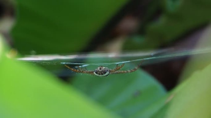网络上的Argiope keyserlingi蜘蛛