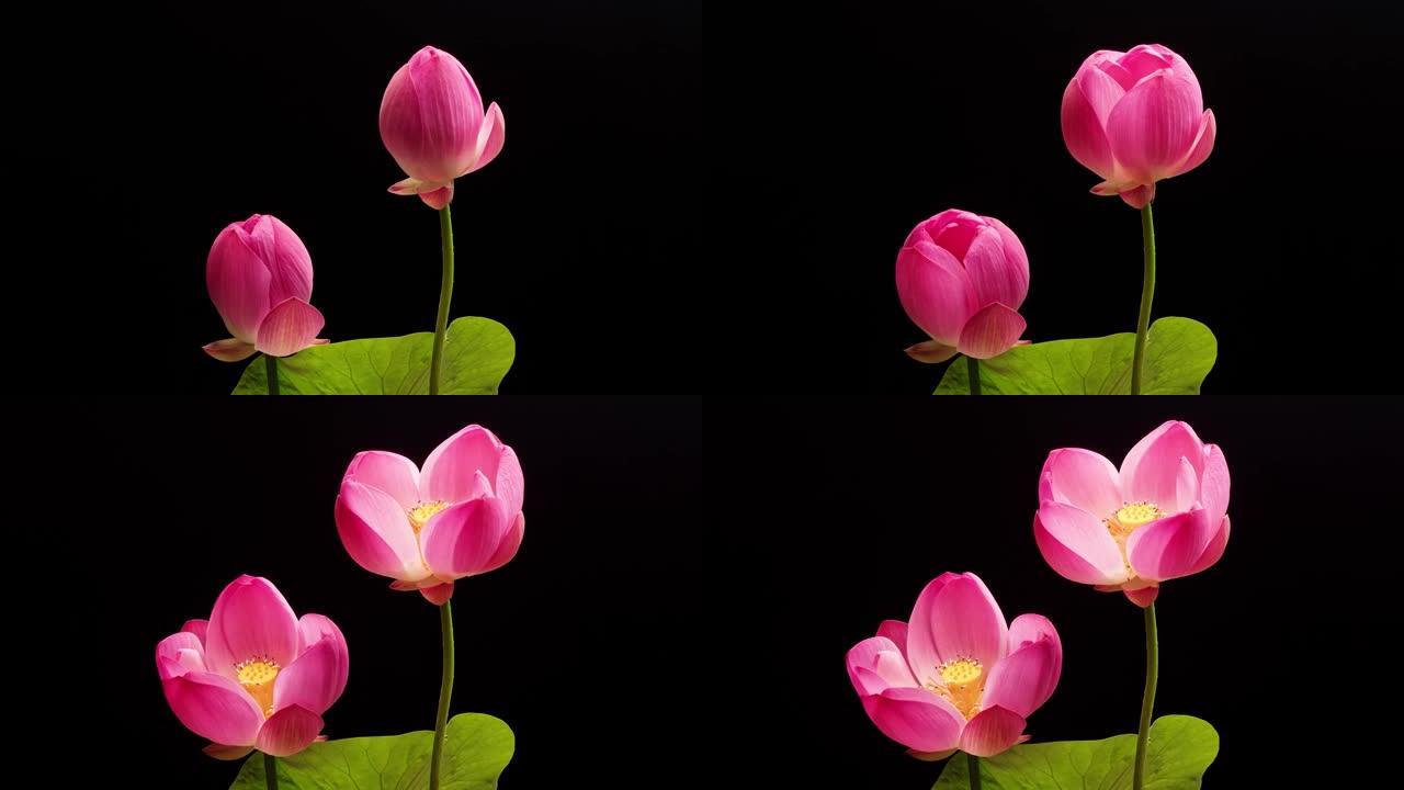 4k延时镜头，两朵盛开的粉红色莲花从芽到盛开，绿色叶子孤立在黑色背景上，特写b卷镜头侧视图。