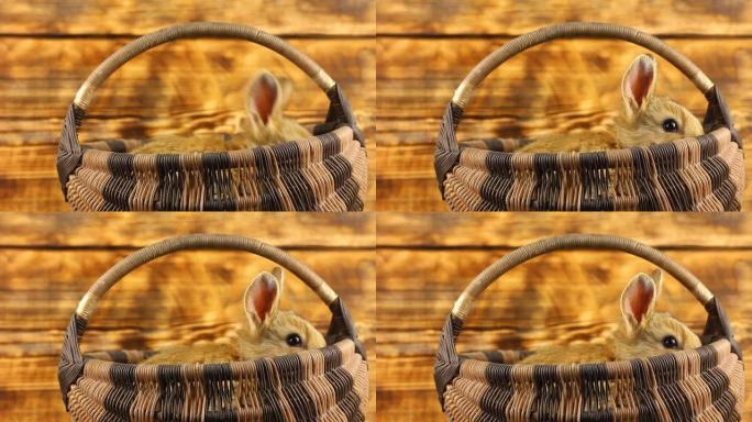 一只美丽的蓬松棕色小兔子坐在柳条篮子里，从里面望去，在焦灼的装饰背景上扭动耳朵，特写镜头。复活节兔子