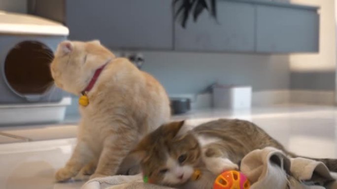 苏格兰折叠猫，橙色的眼睛躺在地板上。房子里的顽皮猫