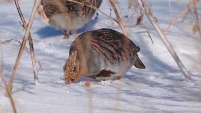 鸟灰part (Perdix perdix) 在干燥的草丛中走在雪地里，吃去年的种子。
