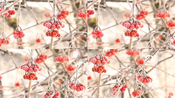 冬天的雪下冻住了荚蒾。雪中的荚蒾。红色的浆果。美妙的冬天。