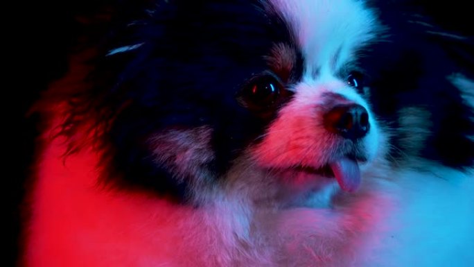 红色霓虹灯下黑色背景上迷人的斯皮茨的轮廓肖像。用突出的舌头关闭狗的枪口。慢动作