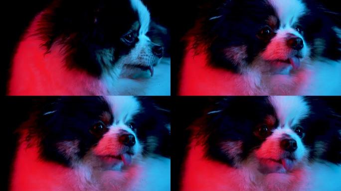 红色霓虹灯下黑色背景上迷人的斯皮茨的轮廓肖像。用突出的舌头关闭狗的枪口。慢动作