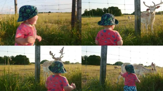 在一个养鹿场，戴着巴拿马帽子的胖乎乎的婴儿带着鹿走到栅栏前。