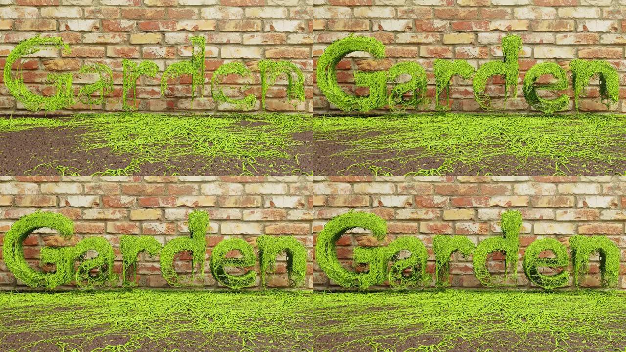 砖墙背景上生长的花园绿色常春藤文本动画。3d渲染