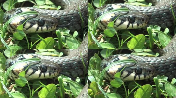 七叶蛇，草丛中的Zamenis longissimus