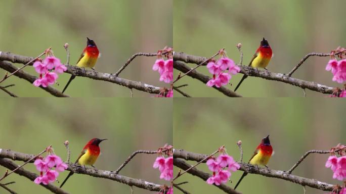 成年古尔德夫人的太阳鸟(Aethopyga gouldiae)