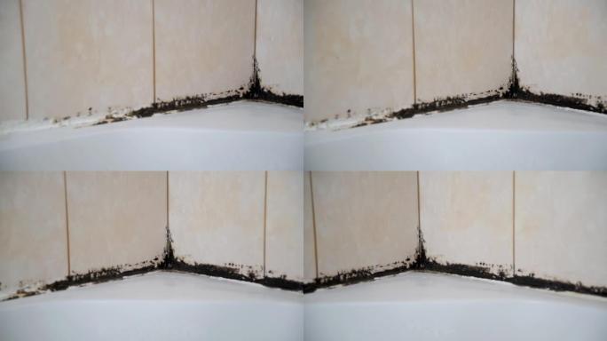 硅胶密封剂发霉。淋浴间的霉菌。潮湿和潮湿