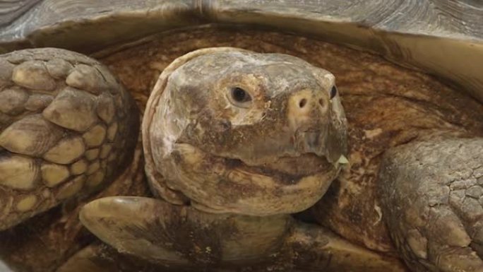 居住在陆地上的加拉帕戈斯乌龟喜欢吃黄瓜