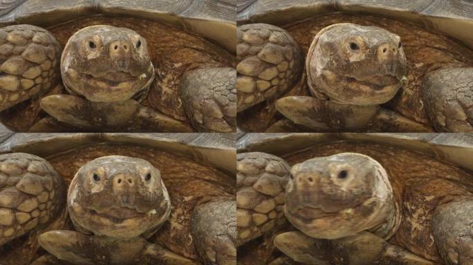 居住在陆地上的加拉帕戈斯乌龟喜欢吃黄瓜