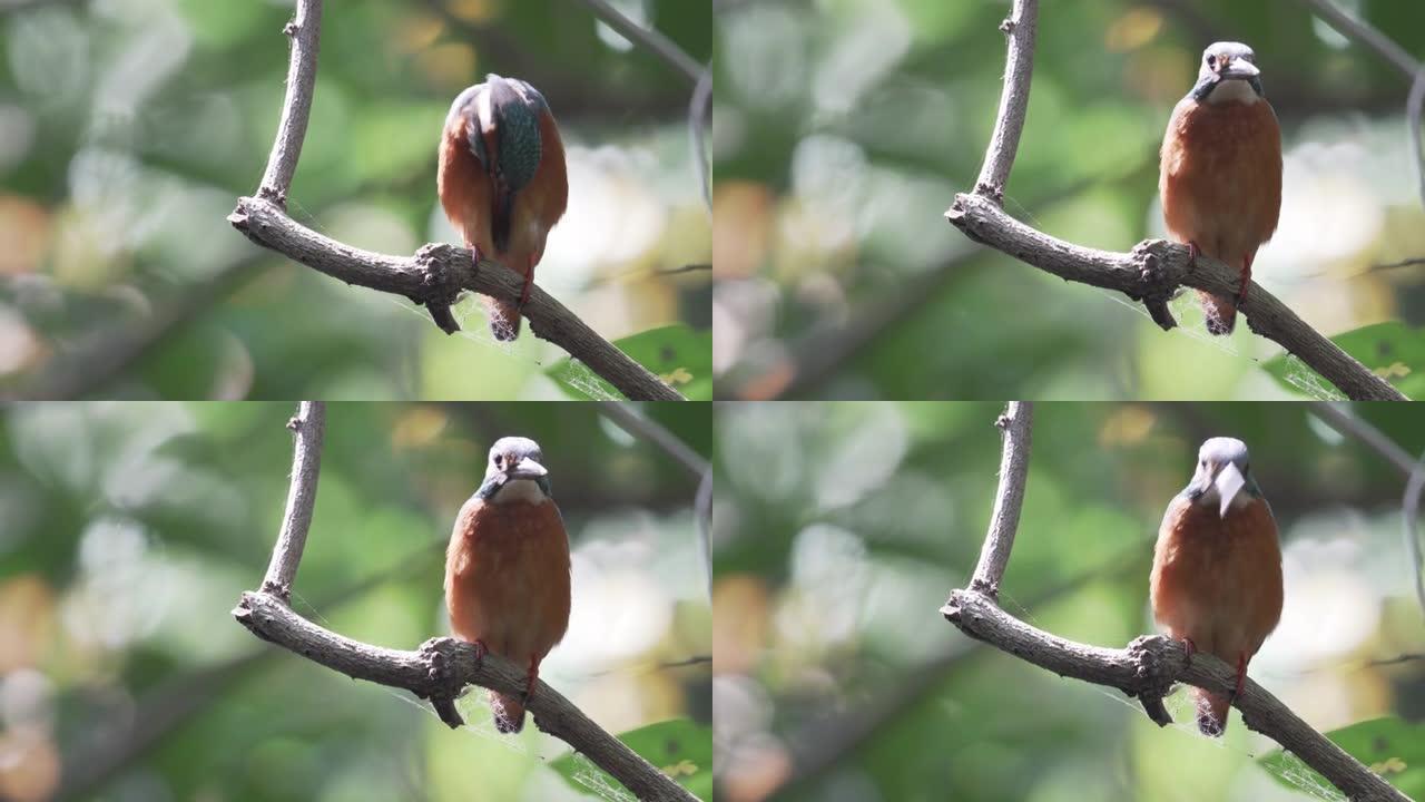 可爱的普通翠鸟等着抓坐在树枝上的鱼