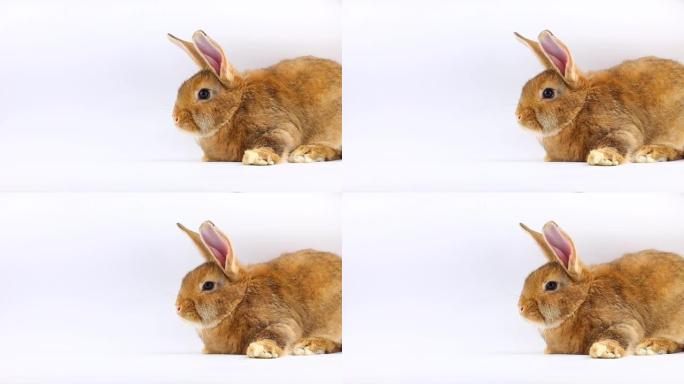棕色的小蓬松兔子坐着，在坚实的灰色背景上摆动耳朵和鼻子，复活节兔子在复活节假期，孤立