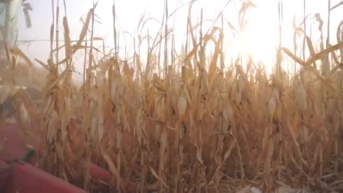 收获机在农田收集玉米作物的特写。在秋季收割期间在农场工作。风景秀丽的乡村景色与日落。农业或农学概念。