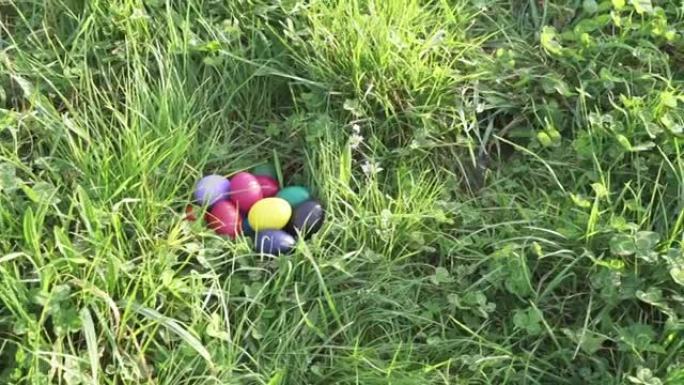黑狗收集彩色鸡蛋。
