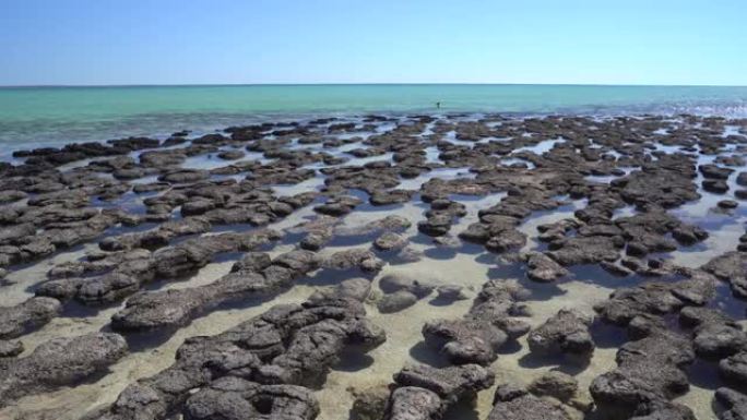 叠层石: 由细菌形成的史前岩石状结构 (西澳大利亚鲨鱼湾)