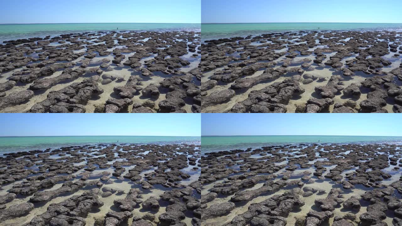 叠层石: 由细菌形成的史前岩石状结构 (西澳大利亚鲨鱼湾)