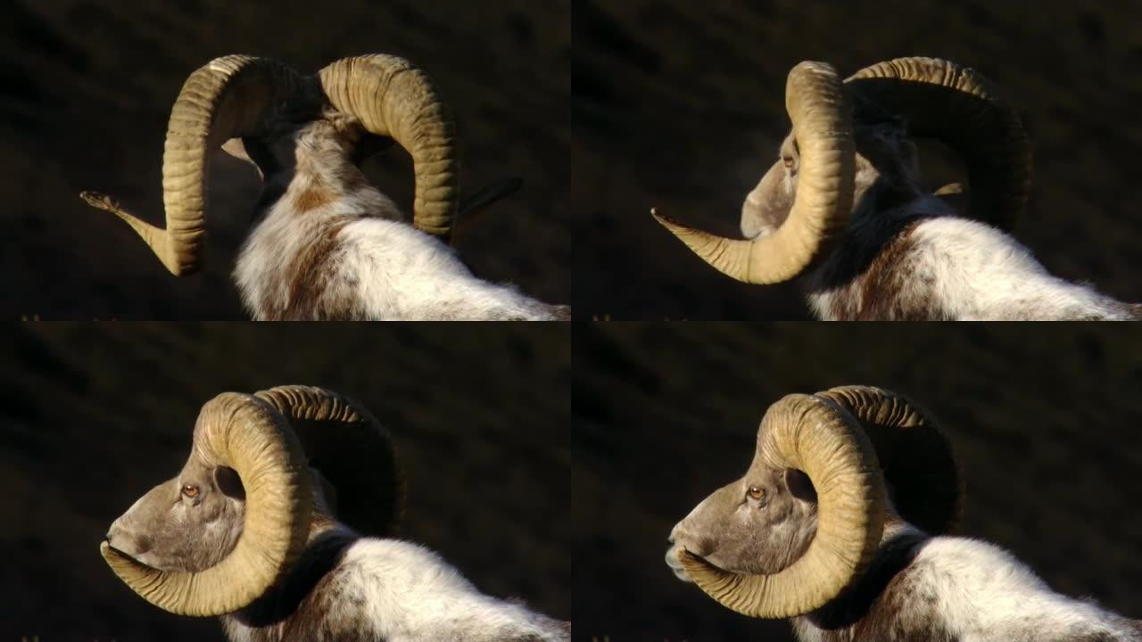 盘羊或山羊，kachkar (lat。Ovis ammon) 是Polorogi家族的偶蹄类哺乳动物