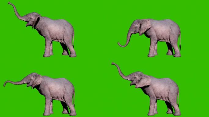 大型非洲大象在绿色屏幕前吹响其树干。动物、自然和教育背景的无缝循环动画。