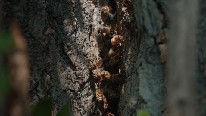 树洞蜜蜂素材