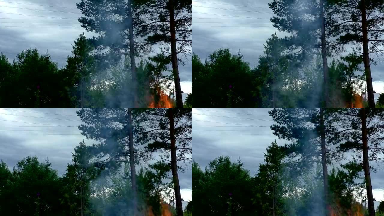 野外森林大火被点燃。