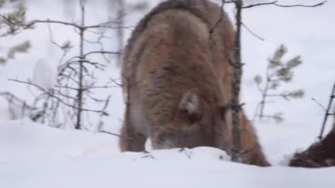 两只狼-和死去的红鹿，在白雪和冬季森林中奔跑，白俄罗斯