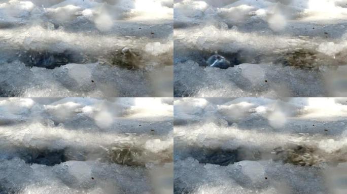 初春，水滴滴落并溅入融化的雪中。