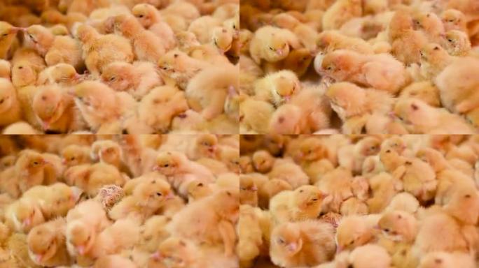 在家禽养殖场的孵化器中孵化鸡和鹌鹑
